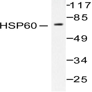 HSP60 (T547) pAb