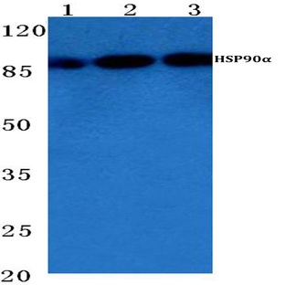 HSP90(alpha) (P717) pAb