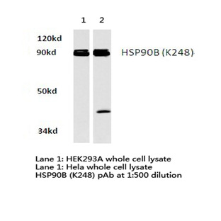 HSP90B (K248) pAb