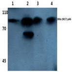 IKK(alpha) (M17) pAb