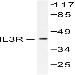 IL-3R(beta) (F587) pAb