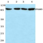 Integrin (beta)5 (V746) pAb