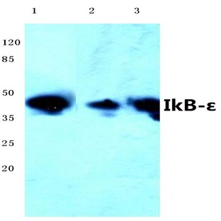 IKB-E (D17) pAb 