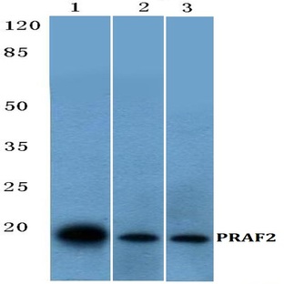 PRAF2 (L166) pAb