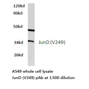 JunD (V249) pAb