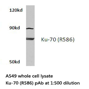 Ku-70 (R586) pAb