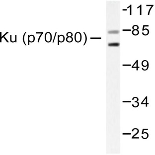 Ku-80 (A717) pAb