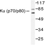 Bs1213_wb