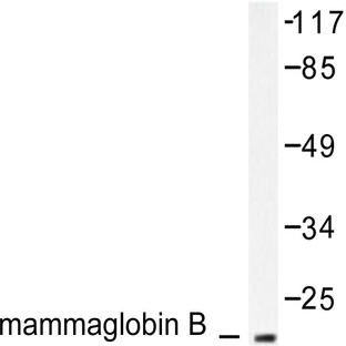 Mammaglobin B (K23) pAb