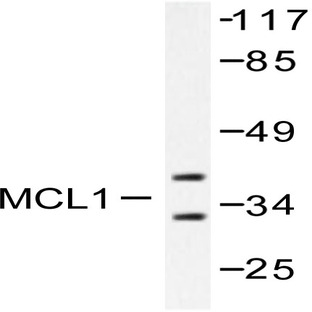 Mcl-1 (S121) pAb