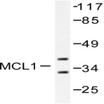 Mcl-1 (S121) pAb