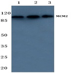 MCM2 / BM28 (A11) pAb