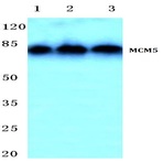 MCM5 (F51) pAb