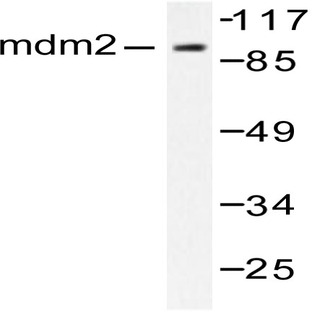 MDM2 (F414) pAb