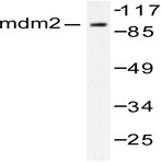 MDM2 (F414) pAb