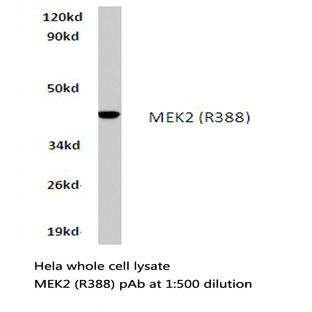 MEK2 (R388) pAb