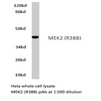 MEK2 (R388) pAb