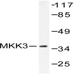 MEK-3 (S183) pAb