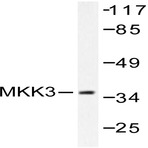 MEK-3 (S183) pAb