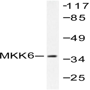 MEK-6 (S201) pAb