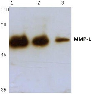 MMP-1 (H440) pAb