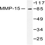 MMP-15 (L646) pAb