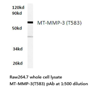 MMP-16 (T583) pAb