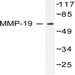 MMP-19 (G44) pAb