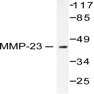 MMP-23 (V371) pAb