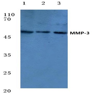 MMP-3 (S453) pAb