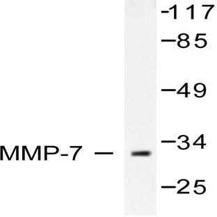 MMP-7 (S247) pAb