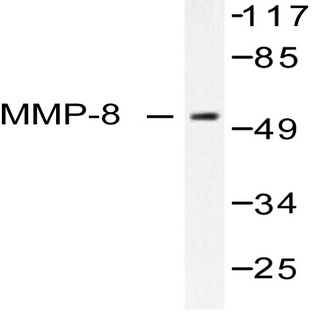 MMP-8 (F445) pAb