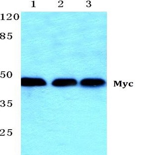 Myc (K52) pAb