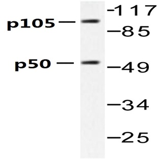 NFkB-p105/p50 (V331) pAb