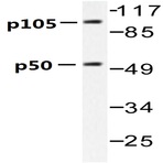 Bs1248_wb