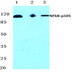 NFkB-p105/p50 (Q332) pAb