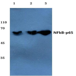 NFkB-p65 (V248) pAb