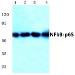 NFkB-p65 (M270) pAb