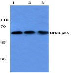 NFkB-p65 (L523) pAb