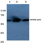 NFkB-p65 (G530) pAb