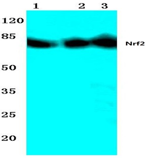 Nrf2 (L593) pAb