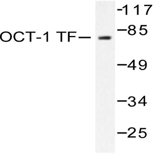 Oct-1 (L68) pAb