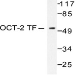 Oct-2 (H3) pAb