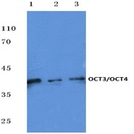 Oct-3/4 (K222) pAb