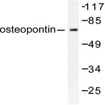 OPN (L285) pAb