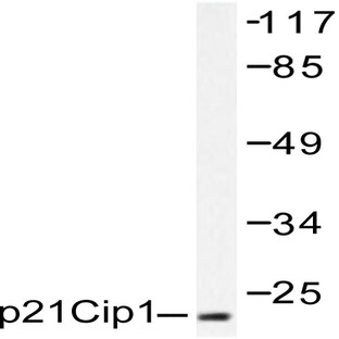 p21 (G139) pAb