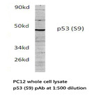 Bs1272_wb