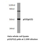 p53 (P12) pAb