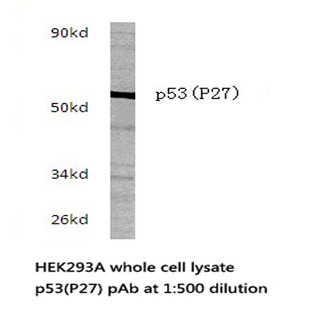 p53 (P27) pAb