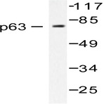 p63 (N662) pAb